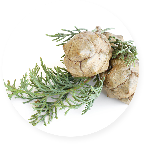 イタリアイトスギ葉油